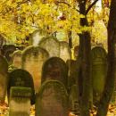 Cmentarz żydowski w Bochni Jewish cemetery in Bochnia -- 129