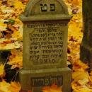 Cmentarz żydowski w Bochni Jewish cemetery in Bochnia -- 109