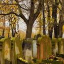 Cmentarz żydowski w Bochni Jewish cemetery in Bochnia -- 146